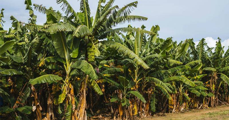 Unsplash/Vije Vijendranath