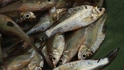 Ikan wader