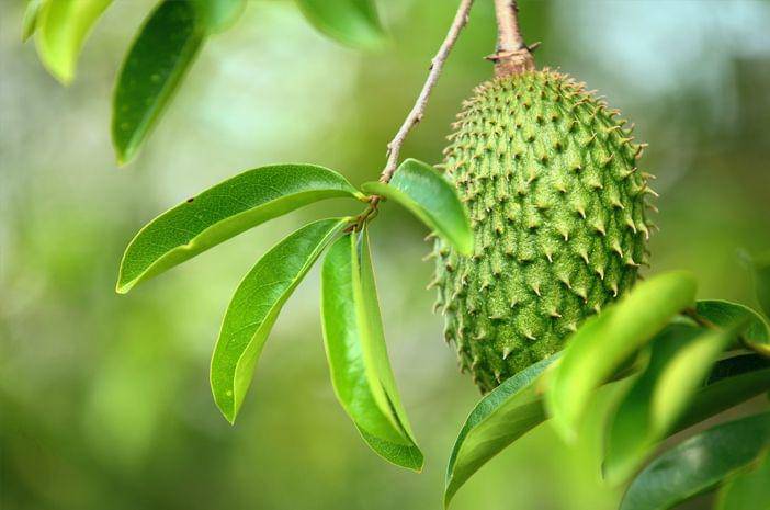 6 Rekomendasi Jamu Asam Urat