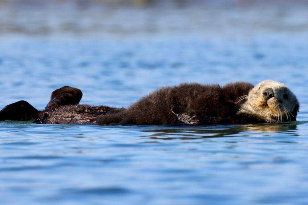 Hewan Laut dengan Cara Tidur Paling Unik di Dunia