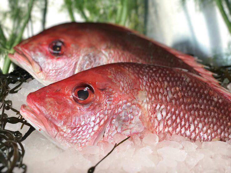 ilustrasi ikan kakap merah (freepik.com/ EyeEm)