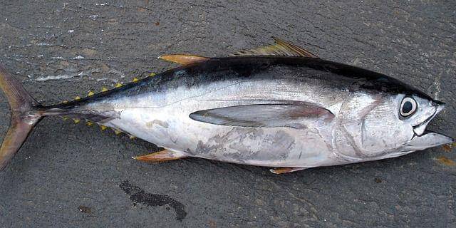 Ilustrasi ikan tuna segar (pixabay.com/wikiimages-1897)