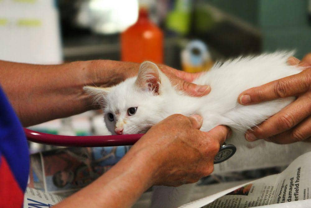 Muhammadiyah Luncurkan KucingMu, Komunitas Pencinta Kucing dengan KTAM