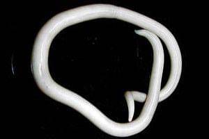 cacing gelang (commons.wikimedia.org)