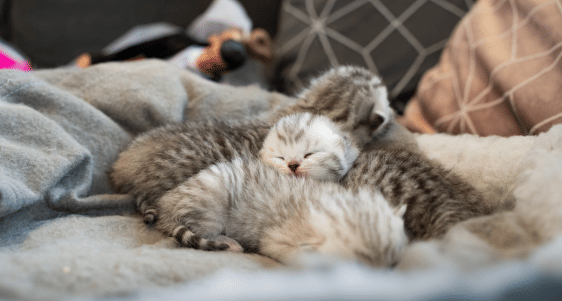 Penyebab Rumah Banyak Lalat