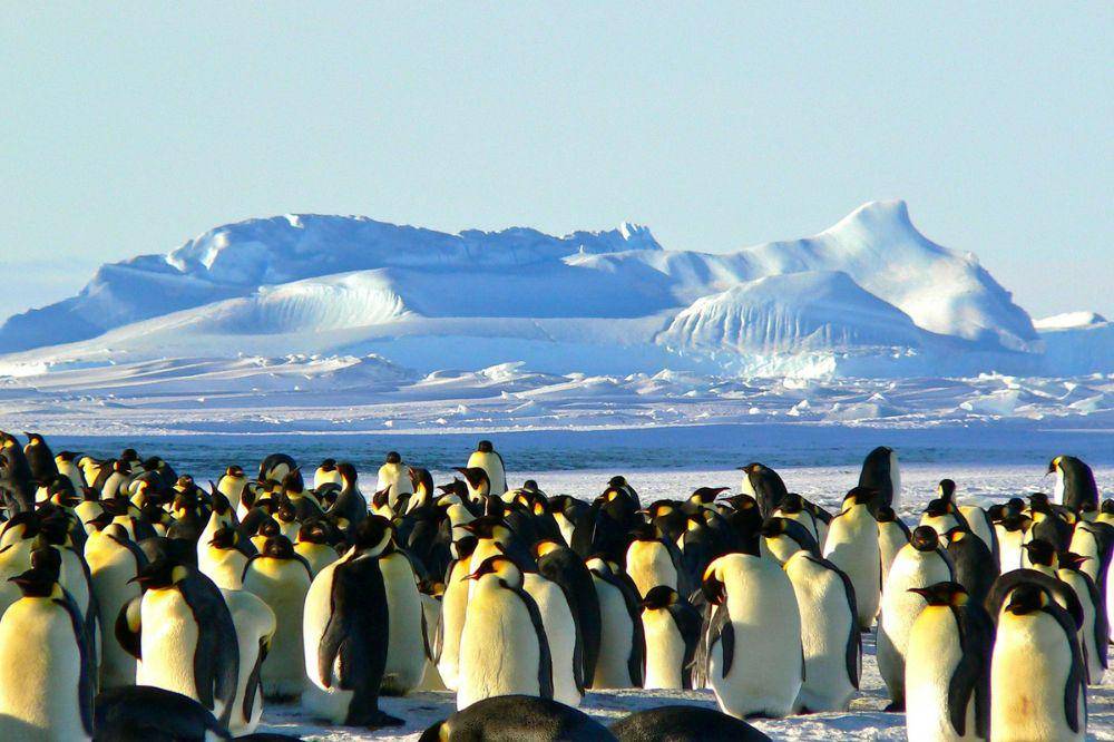 Penguin