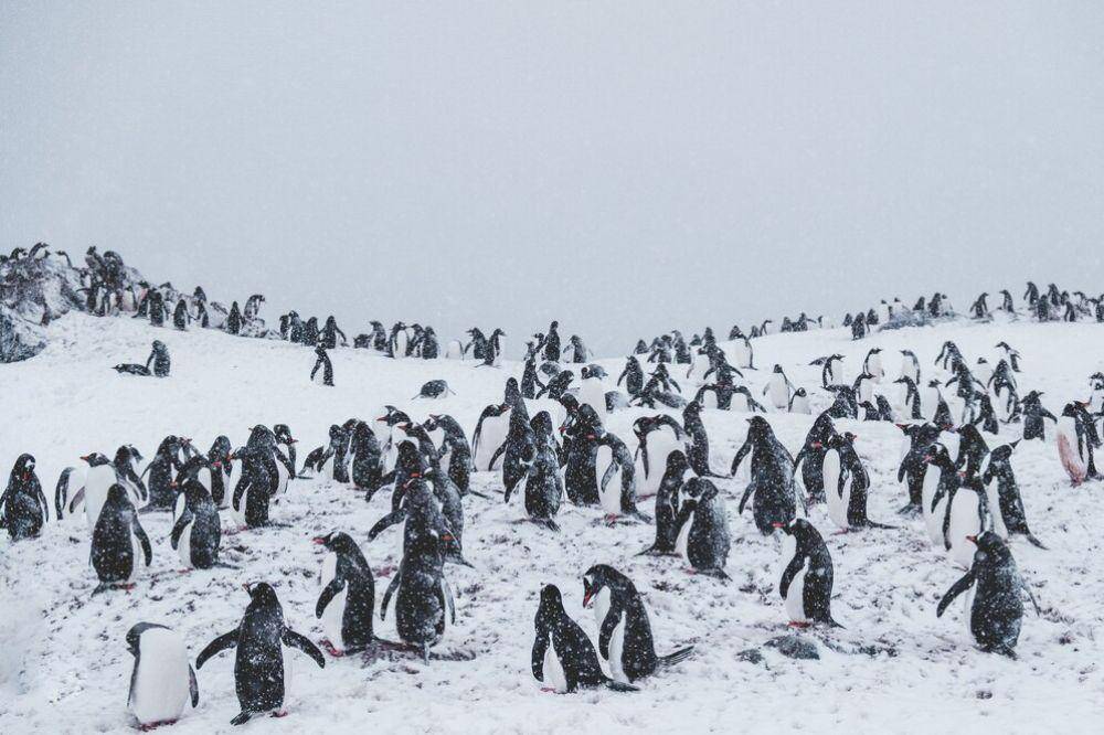 Penguin