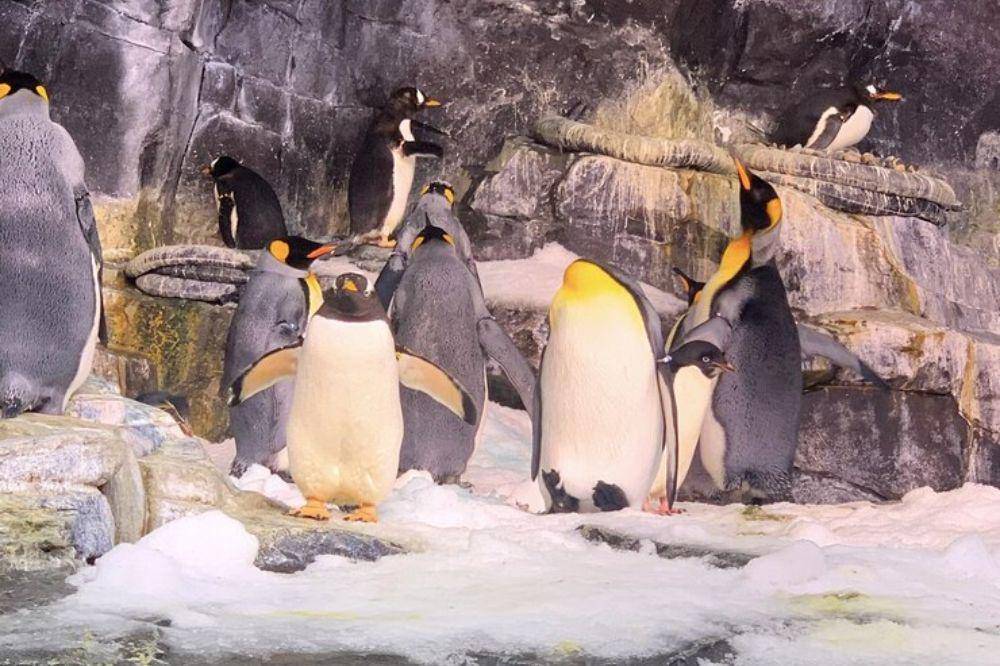 Penguin
