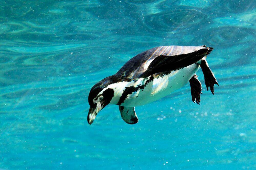 Penguin