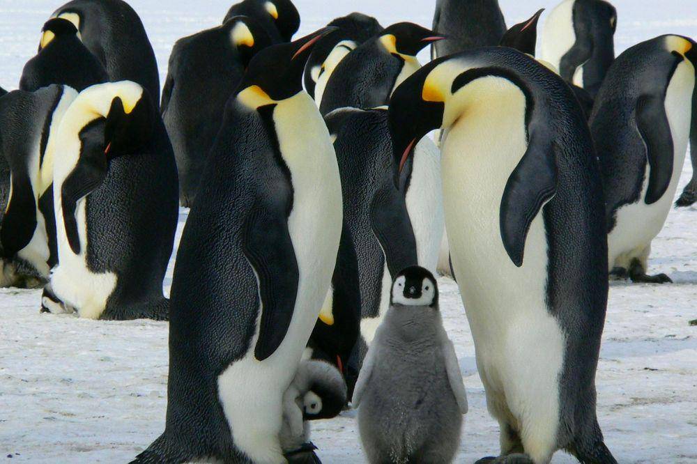 Penguin