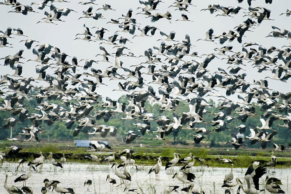 vietnam to go places - dao tian (3).png