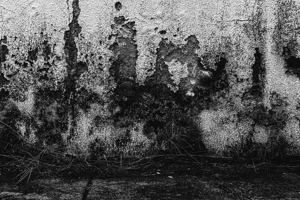 Dinding tua berjamur, black mold