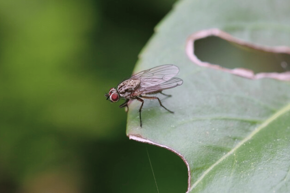 Penyebab Rumah Banyak Lalat