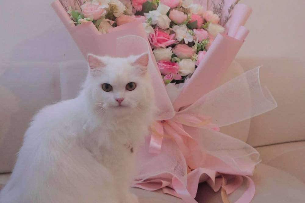 Foto Kucing Gumi