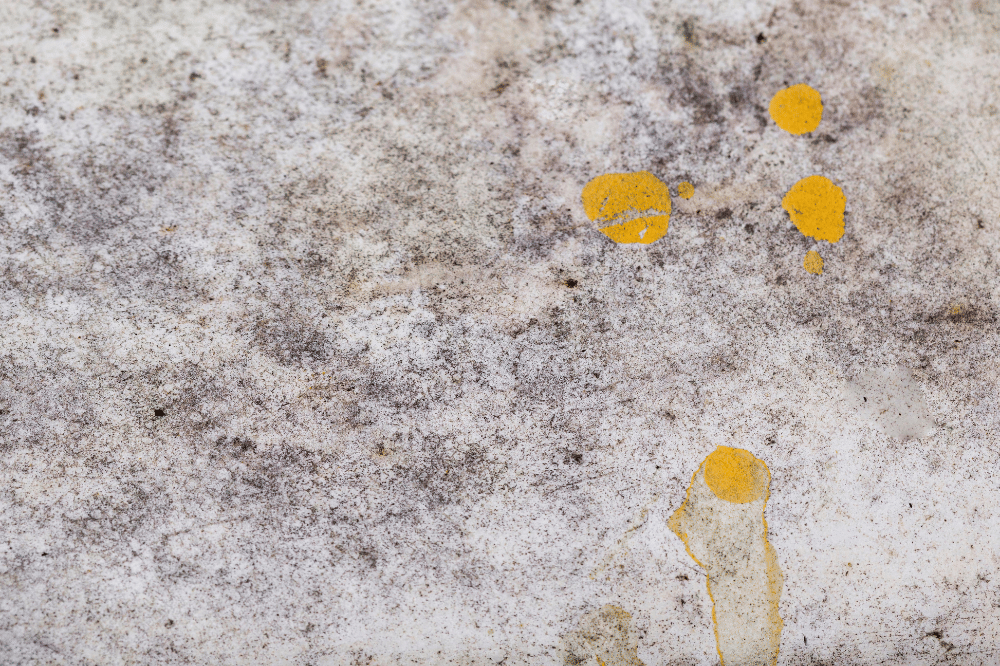 Dinding tua berjamur, black mold