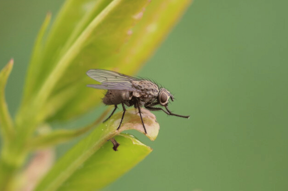 Penyebab Rumah Banyak Lalat