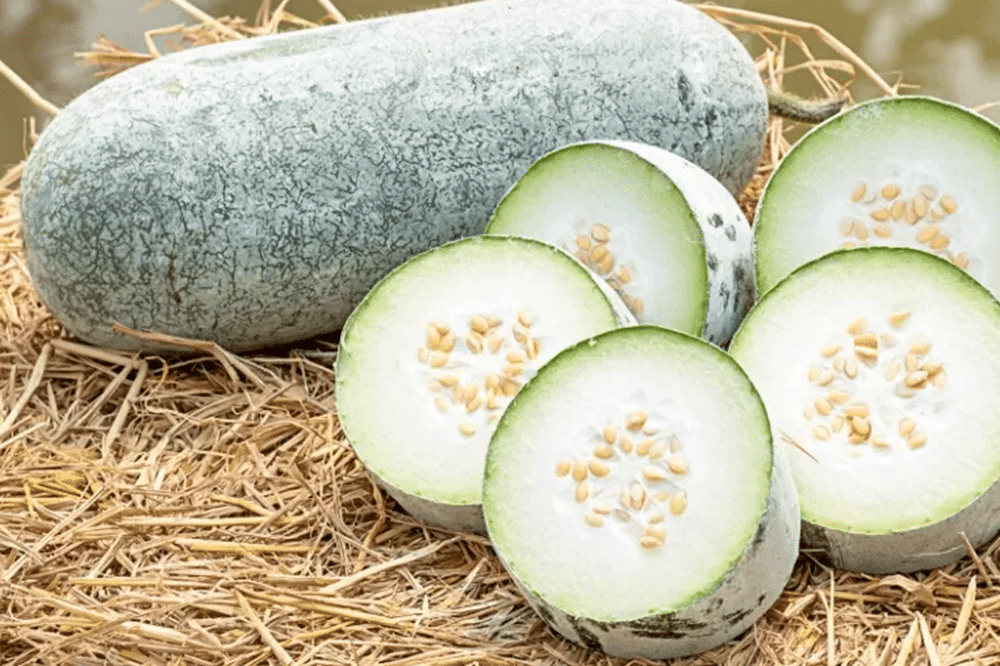 Buah kundur atau winter melon