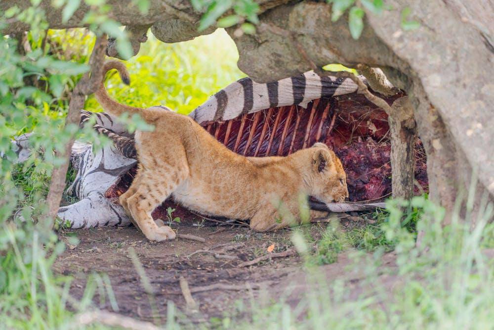 harimau memangsa zebra di savana