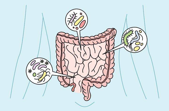 ilustrasi mikrobioma usus