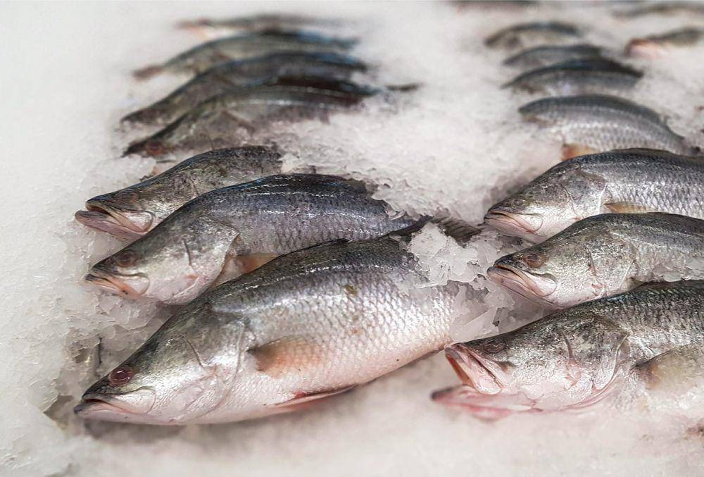 Ikan kakap segar (pixabay.com/BuyMeACoffee)