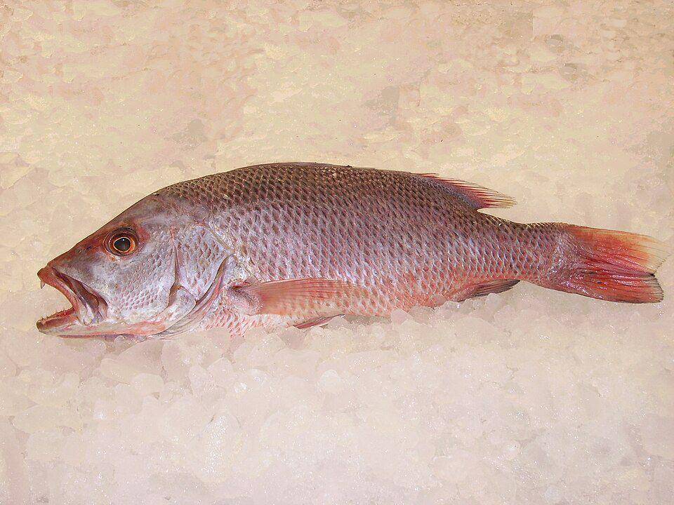 Ilustrasi ikan kakap merah utara (commons.m.wikimedia.org/Garitzko)