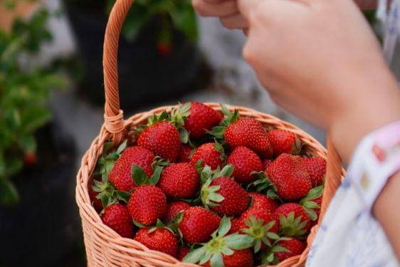 Bukit Strawberry Lembang.jpg