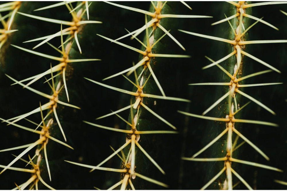 Tanaman yang Haram Diletakkan di Pintu Rumah