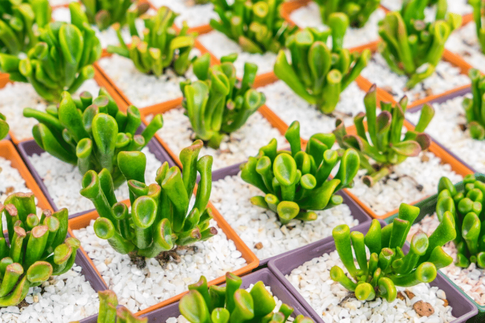 Tanaman yang Haram Diletakkan di Pintu Rumah