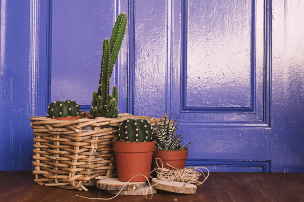 Tanaman yang Haram Diletakkan di Pintu Rumah