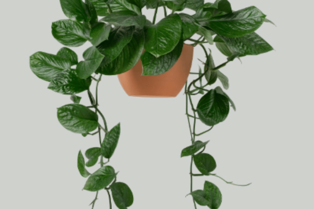 Tanaman yang Haram Diletakkan di Pintu Rumah