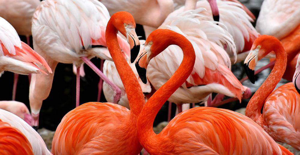 flamingo (pixabay.com/Alexas_Fotos)