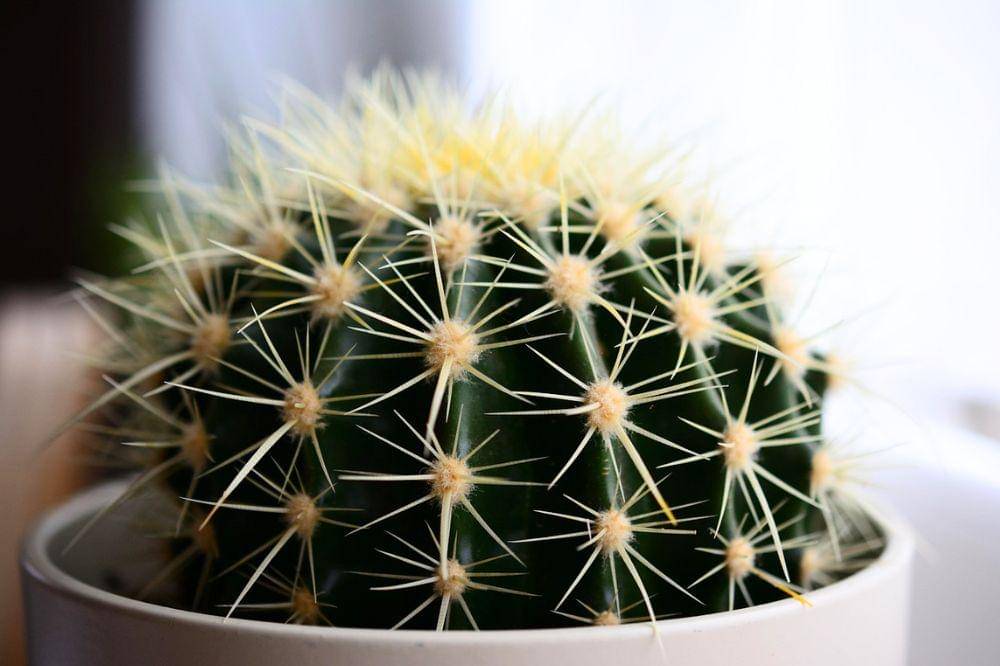Tanaman kaktus pembawa keberuntungan