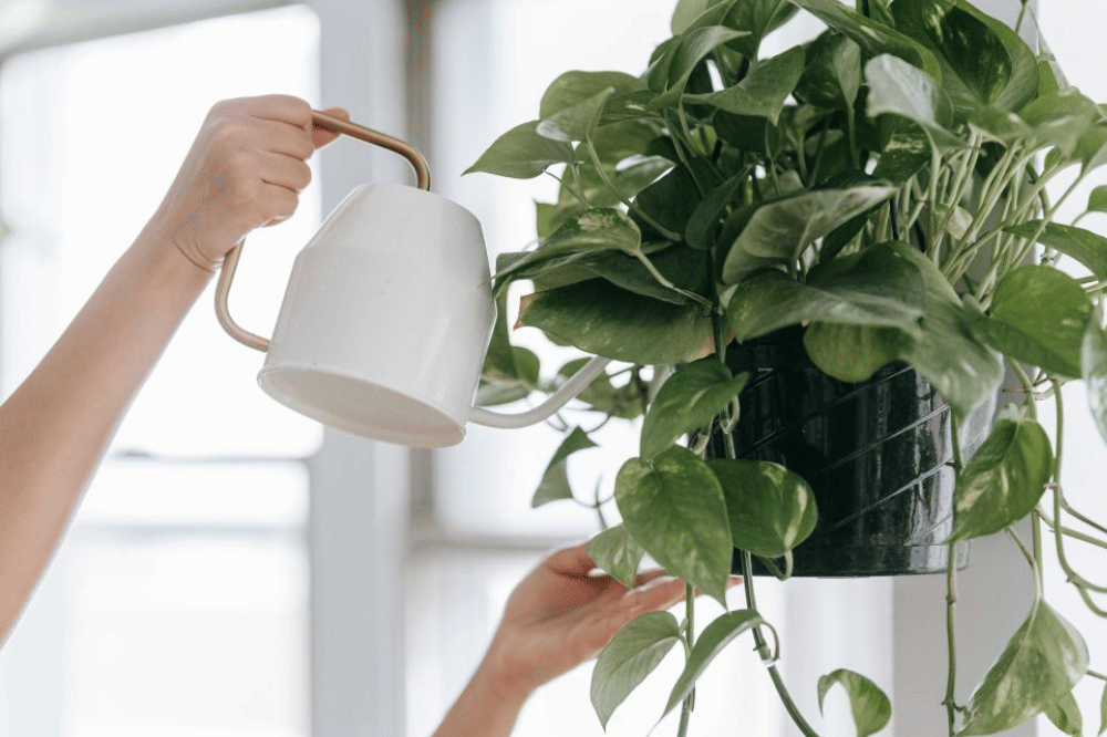 Tanaman uang pothos pembawa keberuntungan