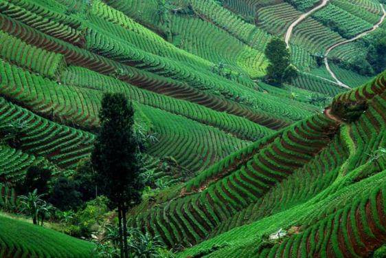 Terasering Panyaweuyan.jpg