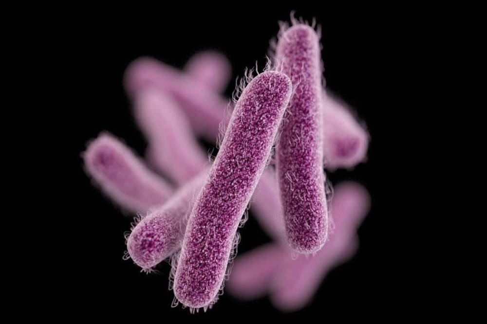 Bakteri shigella
