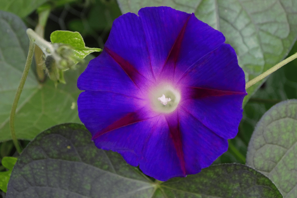 Ubi jalar tanaman pembawa keberuntungan