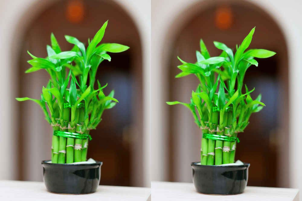 Bambu rejeki tanaman pembawa keberuntungan