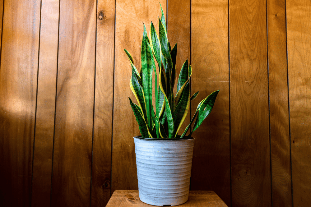 Lidah mertua tanaman pembawa keberuntungan