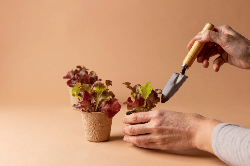 Menanam Sayuran, sisa tanaman sayur yang bisa ditanam ulang