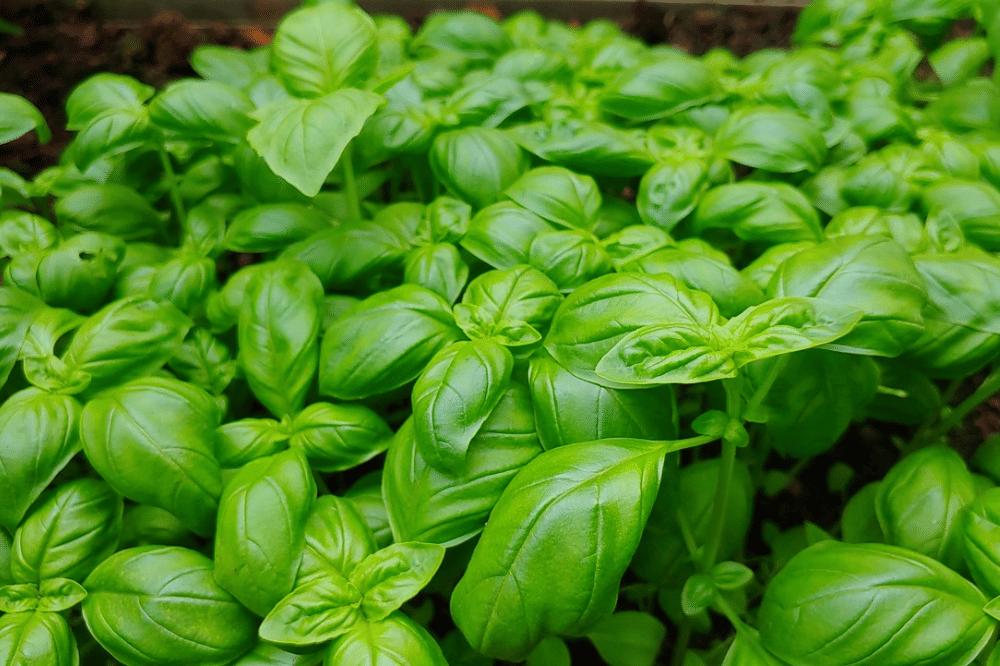 Kemangi, sisa tanaman sayur yang bisa ditanam ulang