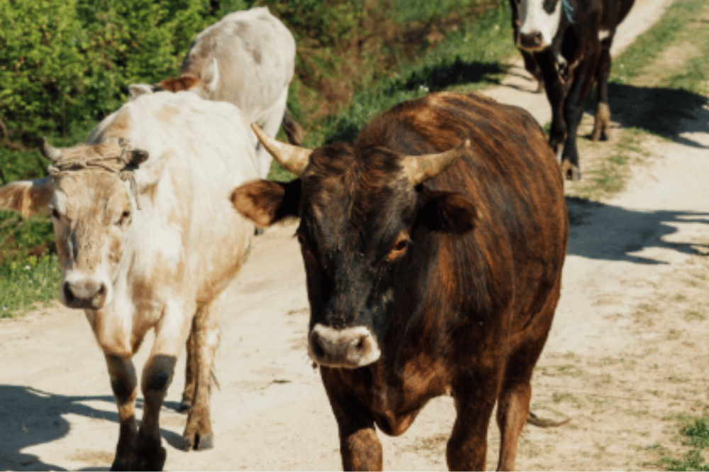 Berapa Minimal Umur Sapi untuk Kurban 4.png