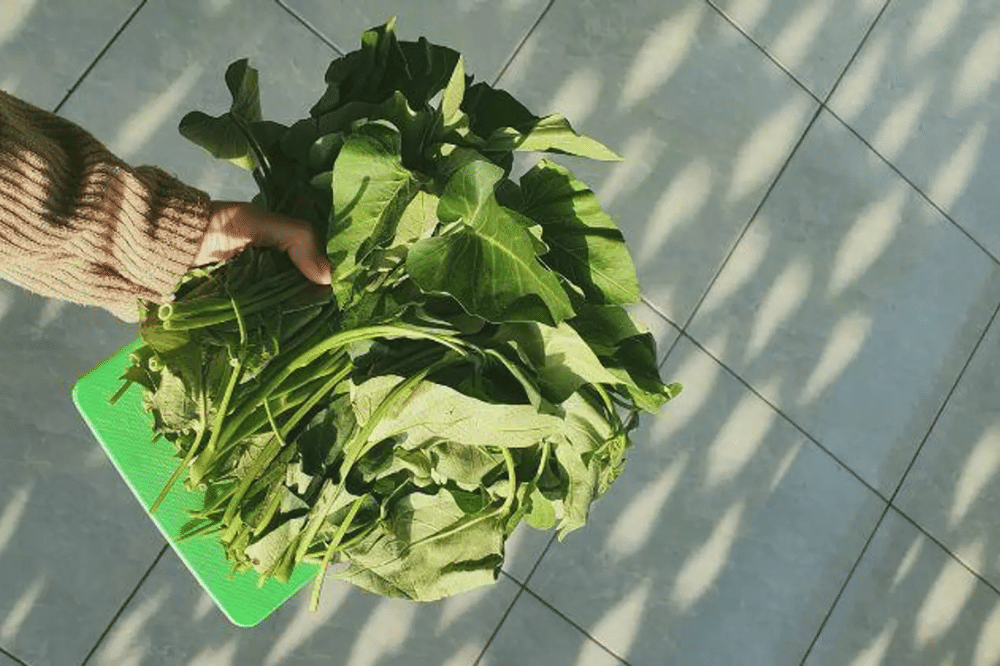 Kangkung, sisa tanaman sayur yang bisa ditanam ulang