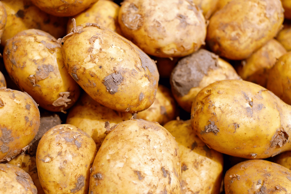 Kentang, sisa tanaman sayur yang bisa ditanam ulang