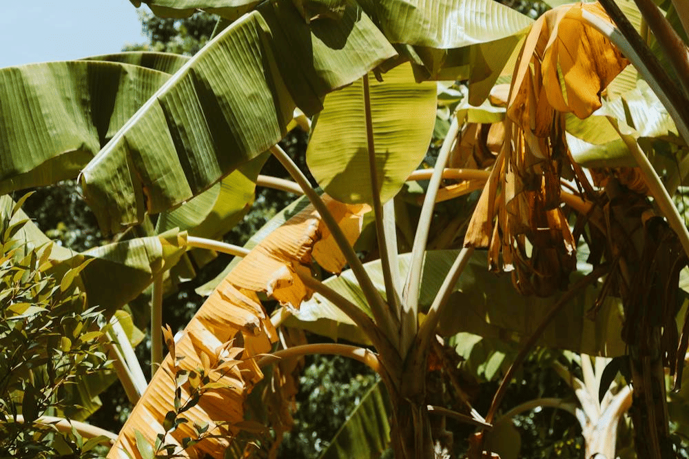 Pisang tanaman yang disukai ular