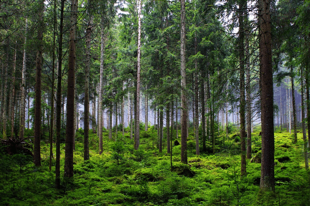 Hutan cemara tanaman yang disukai ular