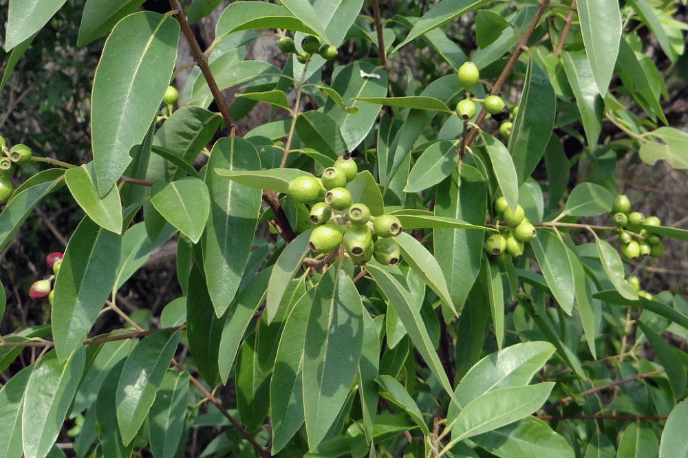 Pohon cendana tanaman yang disukai ular