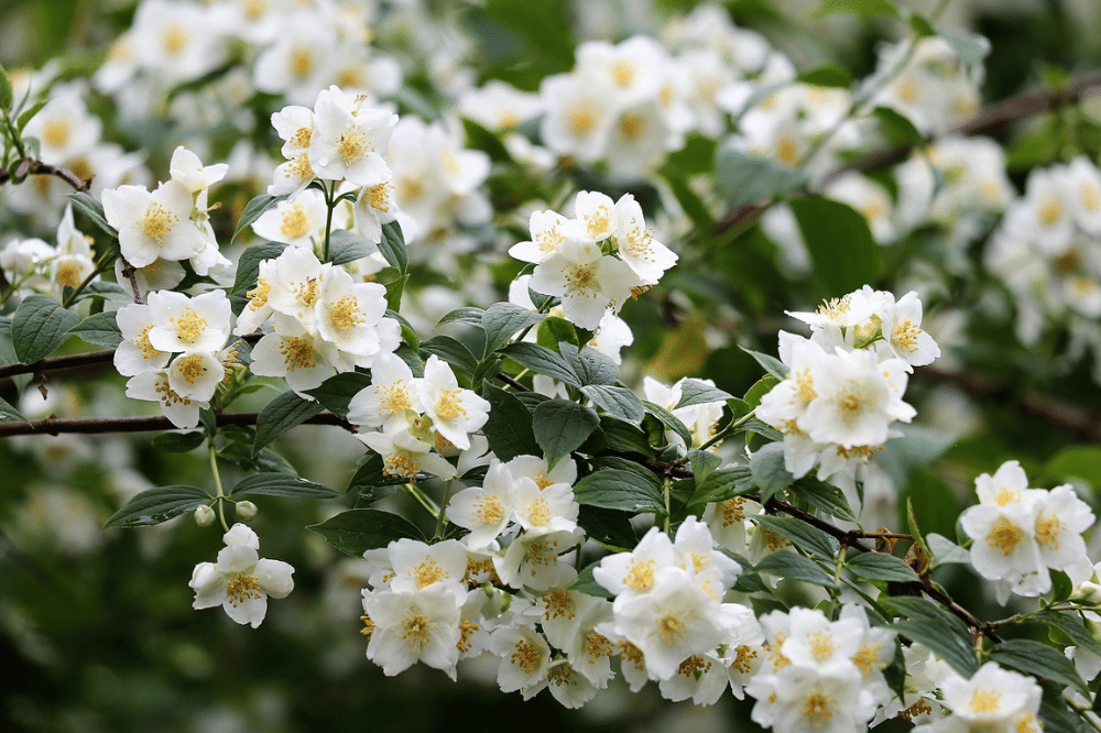 Bunga melati tanaman yang disukai ular