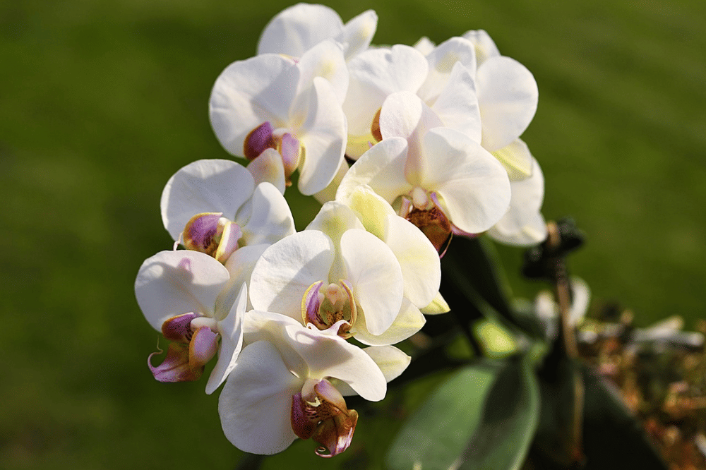 Anggrek tanaman yang disukai ular