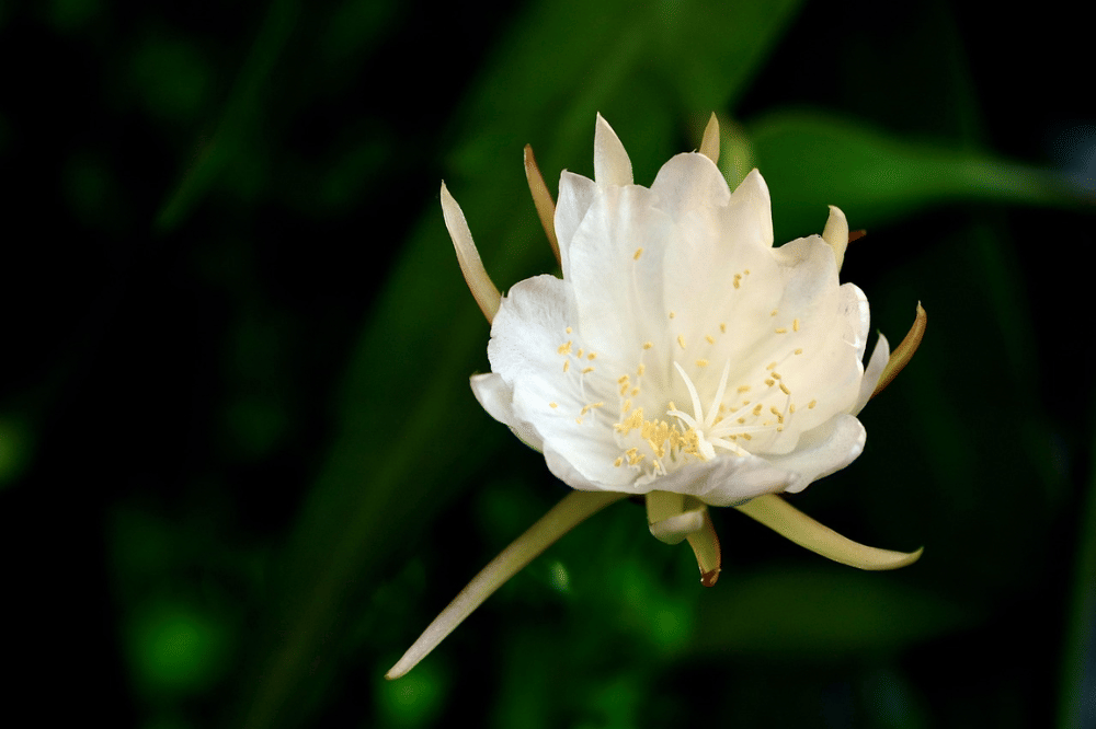 Bunga wijaya kusuma tanaman yang disukai ular