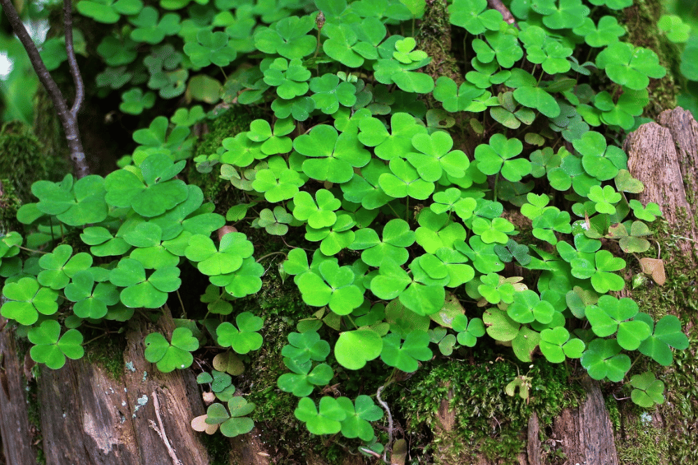 Semanggi tanaman disukai ular